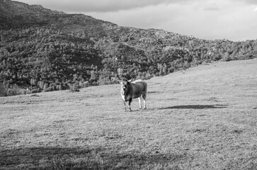 cows in the field
