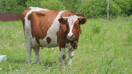 A Captivating Picture of a Cow Grazing Gracefully in a Lush Green Field of Grass