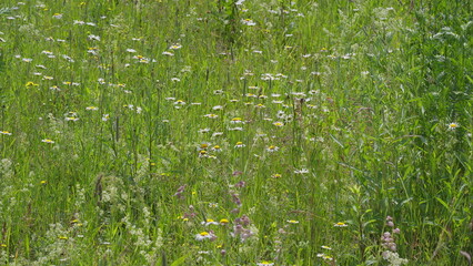 A Vibrant Wildflower Meadow Absolutely in Full Bloom and Showcasing Natures Beauty