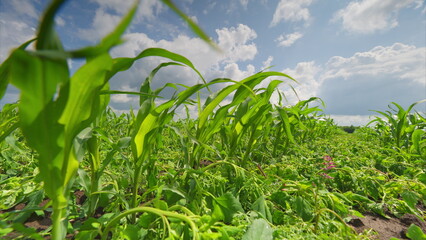 A Beautiful, Vibrant Green Crop Field Extending Under A Vast, Clear Blue Sky Above