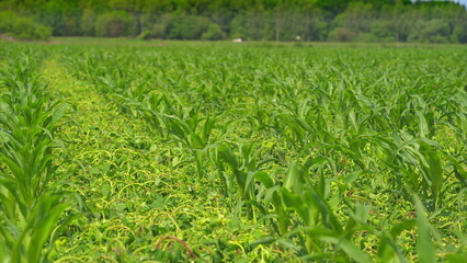 A Beautiful, Lush Green Cornfield During its Thriving Growing Season of the Year