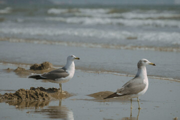 Vintage Seagulls on Beach Shore