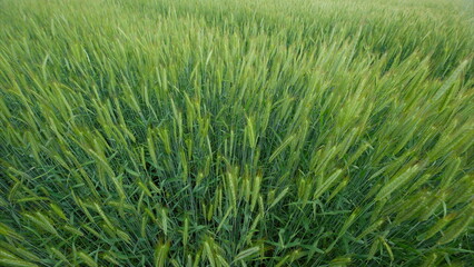 A Beautiful and Vibrant Green Wheat Field Flourishing Within Natures Embrace and Care