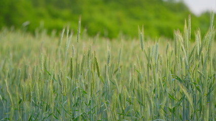 Obraz premium A Vibrant and Lush Green Wheat Field Extends Under a Clear and Expansive Sky Above It