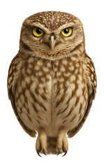 Obraz premium Little owl with speckled brown feathers and a flat-topped head