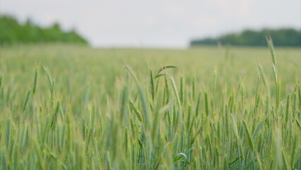 A Vibrant Lush Green Wheat Field Flourishing Under a Clear Blue Sky, Full of Beauty and Serenity