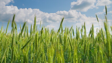 A Beautiful Lush Green Wheat Field Extending Under a Bright Blue Sky and Sunny Day