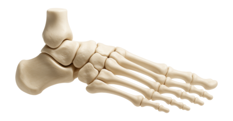 Human foot skeleton with tarsals, metatarsals, and phalanges in view