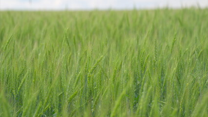 A Beautiful Lush Green Grass Field Gently Swaying in the Mild and Refreshing Breeze