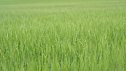 Lush, expansive green field sprawled out beautifully under a clear blue sky above