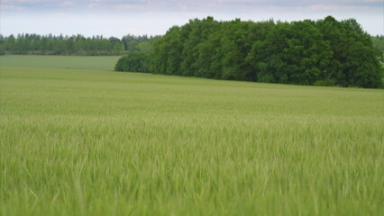 A Serene Green Field Encompassed by Lush Trees in the Background Adds to Tranquility