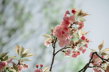 Pastel Spring Cherry Blossoms in Bloom
