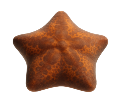 Cushion sea star with a plump, pentagonal shape and a mottled brown and orange pattern