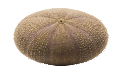 Cushion sea urchin with flattened body and closely packed, stubby spines