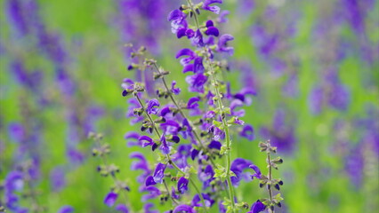 Witness the Vibrant and Blooming Purple Wildflowers Happily Flourishing in a Lush Green Field