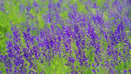 Obraz premium A stunningly vibrant purple flower field is in full bloom, showcasing its beauty and diversity
