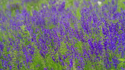 Obraz premium A Lush and Colorful Field of Vibrant Purple Wildflowers in Full Bloom for All to Enjoy