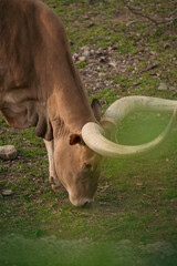 Ankole-Watusi grazing peacefully