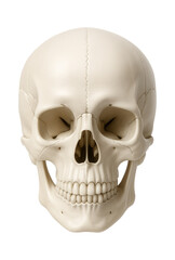 Human skull with prominent zygomatic arches and defined sutures