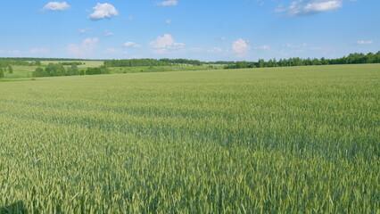 A Beautiful, Vibrant Green Wheat Field Stretching Under a Clear Blue Sky on a Sunny Day