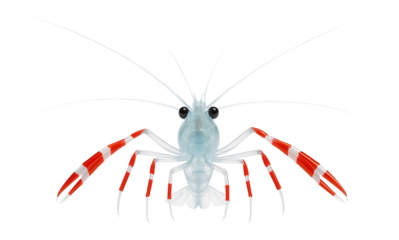 Cleaner shrimp with a translucent body and bold red and white bands along its limbs