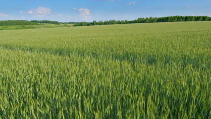 A Vast and Lush Green Wheat Field Beautifully Spread Out Beneath a Clear Blue Sky Above