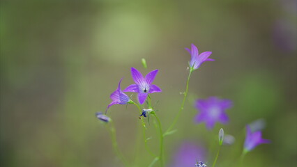 This is a beautiful display of delicate purple wildflowers presented in a soft focus style