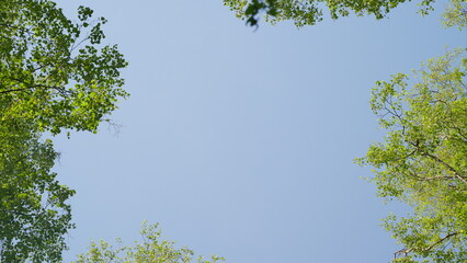 A clear sky framed by lush green foliage creates a picturesque scene around you