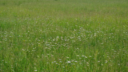 A Gorgeous Lush Green Field Filled with Colorful Wildflowers in Full Bloom During Summer