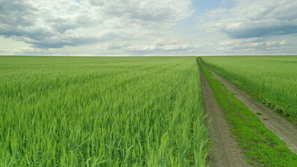 Lush, Vibrant Green Fields Stretching Under a Beautifully Cloudy Sky and Horizon