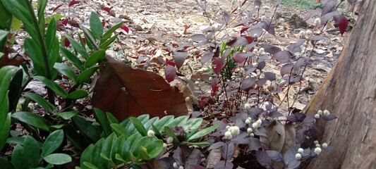 white flowers in the forest full of teak trees 