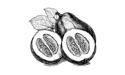 Antique botanical engraving of feijoa fruit, vintage-style hand-drawn tropical sketch, black ink print, retro exotic food art, old engraving style illustration, tropical fruit decor, nature art