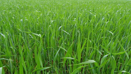 Obraz premium The scenery of a vibrant green rice field during its growth stage is truly captivating