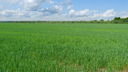 Lush Green Fields Expand Under a Bright Blue Sky, Creating a Peaceful and Serene Landscape