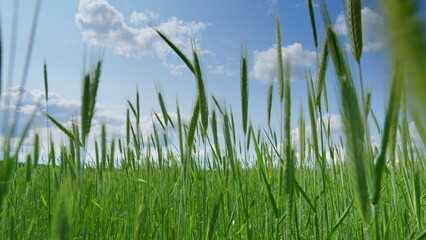 Obraz premium Lush and Vibrant Green Grass Stretching Out Under a Bright Blue Sky Full of Light