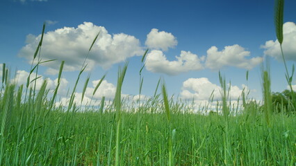 Obraz premium Lush, Green Grass Spreading Out Beneath a Beautiful Blue Sky Adorned with Fluffy Clouds