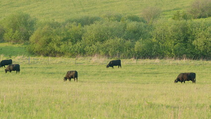 Grazing Cattle in a Scenic and Picturesque Pasture Landscape Filled with Greenery and Life