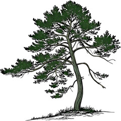 Obraz premium Green pine tree with dark branches and needles evergreen