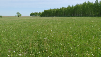 In a beautiful green meadow, stunning dandelions and lush trees create a picturesque scene