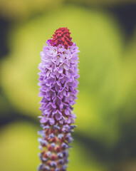Flowers In The Borders Of Hidcote Gardens, Gloucestershire