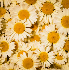 Flowers In The Borders Of Hidcote Gardens, Gloucestershire