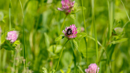 A bumblebee collects nectar on a pink clover flower (лат. Trifolium pratense)