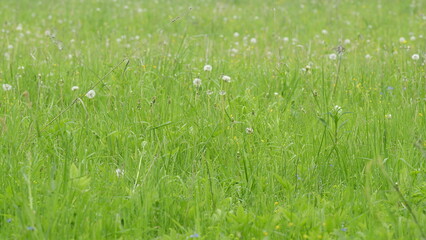A Beautiful Lush Green Field Adorned with Dandelions in Vibrant Bloom, a Tranquil Scene