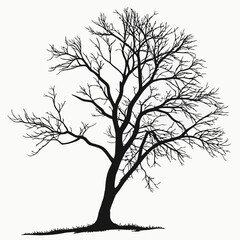 Leafless tree silhouette on white background black