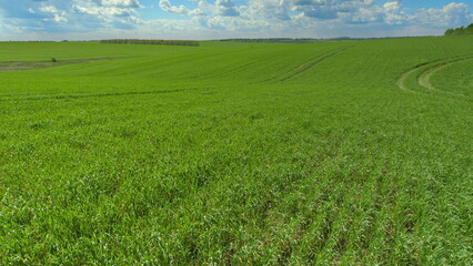 The Lush Green Fields Stretch Out Beneath the Vast Blue Sky and White Fluffy Clouds