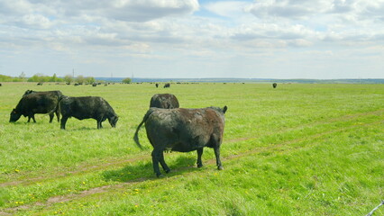 A beautiful scenic pasture filled with grazing cattle set against a cloudy sky backdrop