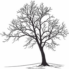 Obraz premium Bare winter tree silhouette with exposed roots bare branches