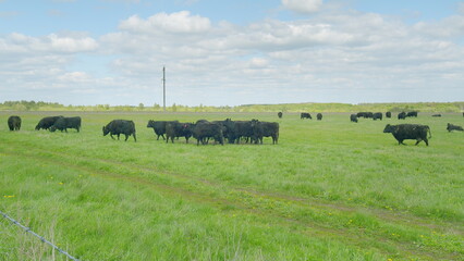Cattle Grazing in Expansive Open Pasture Beneath a Beautifully Clear Blue Sky on a Sunny Day