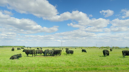 A Serene Pastoral Scene Featuring Grazing Cattle Happily Enjoying Under a Clear Blue Sky