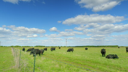 Beautifully Serene Pastures with Grazing Cattle Under a Clear Blue Sky in Nature